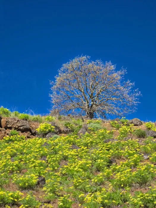 Framed Print : USA, Washington State. Lone Tree on hillside with spring wildflowers