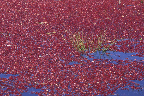 USA, Washington State, Long Beach. Cranberries floating in bog during wet harvest, Fall