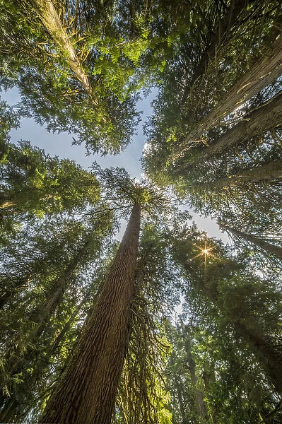 USA, Washington State. Looking up toward tall, mature, old growth conifers at Grove