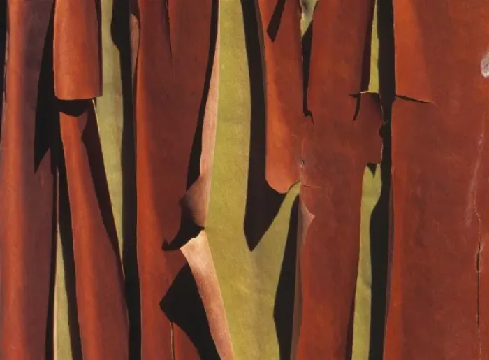 Framed Print : USA, Washington State, Lopez Island. Brown peeling Pacific Madrone bark reveals Framed Print : USA, Washington State, Lopez Island. Brown peeling Pacific Madrone bark reveals