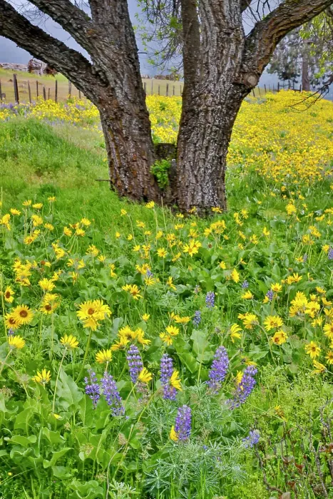 Framed Print : USA, Washington State, Lyle. Oak trees with balsamroot and lupine Framed Print : USA, Washington State, Lyle. Oak trees with balsamroot and lupine