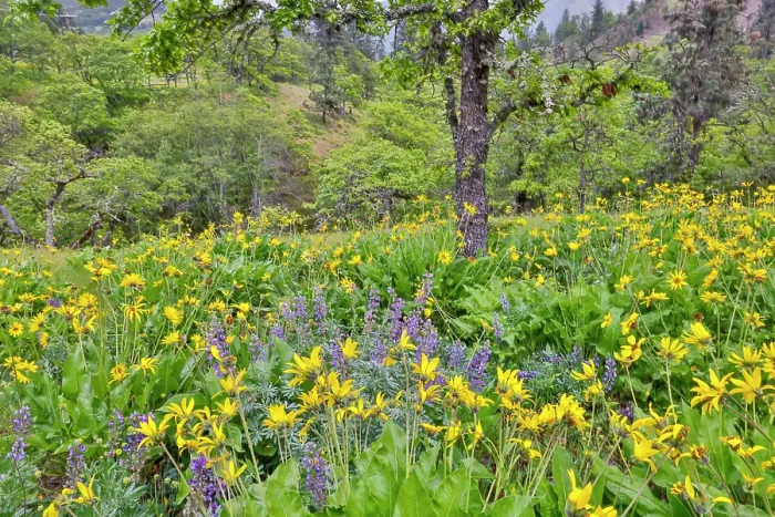 Framed Print : USA, Washington State, Lyle. Oak trees with balsamroot and lupine