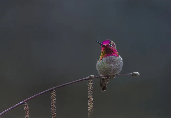 USA, Washington State. Male Annas Hummingbird (Calypte anna) flashes its iridescent