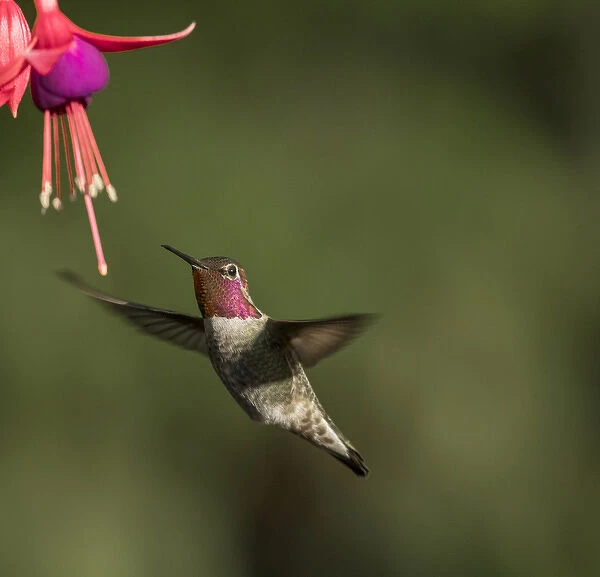 USA. Washington State. Male Annas Hummingbird (Calypte anna) hovers at a fuchsia