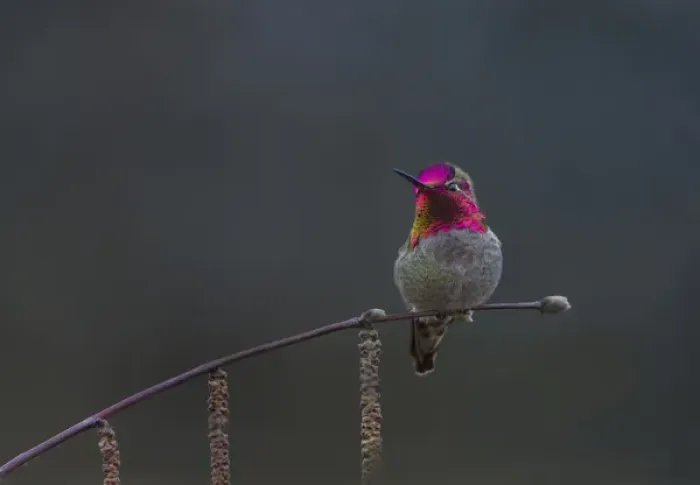 Framed Print : USA, Washington State. Male Annas Hummingbird (Calypte anna) flashes its iridescent Framed Print : USA, Washington State. Male Annas Hummingbird (Calypte anna) flashes its iridescent