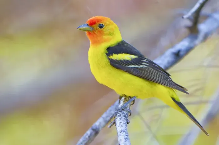 Framed Print : USA, Washington State. A male breeding plumage Wester Tanager (Piranga ludoviciana)