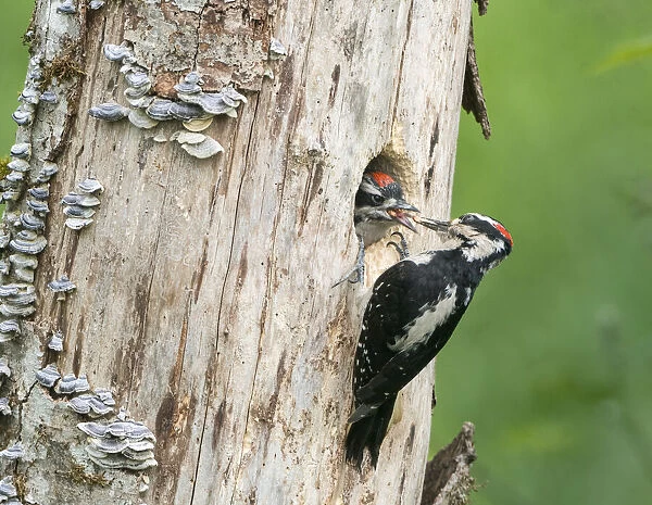 USA, Washington State. A male Hairy Woodpecker (Leuconotopicus villosus