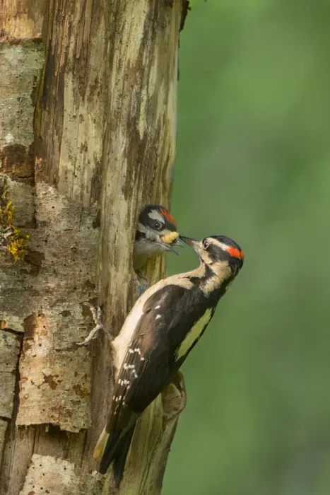 Framed Print : USA, Washington State. Male Hairy Woodpecker (Picoides villosus) feeding chick Framed Print : USA, Washington State. Male Hairy Woodpecker (Picoides villosus) feeding chick