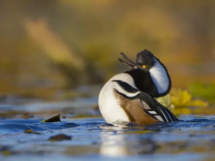Framed Print : USA, Washington State. Male Hooded Merganser (Lophodytes cucullatus) displaying Framed Print : USA, Washington State. Male Hooded Merganser (Lophodytes cucullatus) displaying