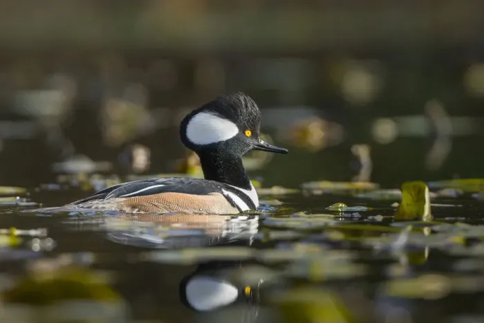 Framed Print : USA, Washington State. Male Hooded Merganser (Lophodytes cucullatus) among lily pads Framed Print : USA, Washington State. Male Hooded Merganser (Lophodytes cucullatus) among lily pads