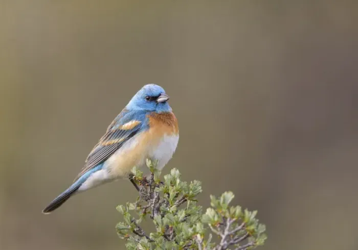 Framed Print : USA, Washington State. Male Lazuli Bunting (Passerina amoena) on a perch at Umtanum