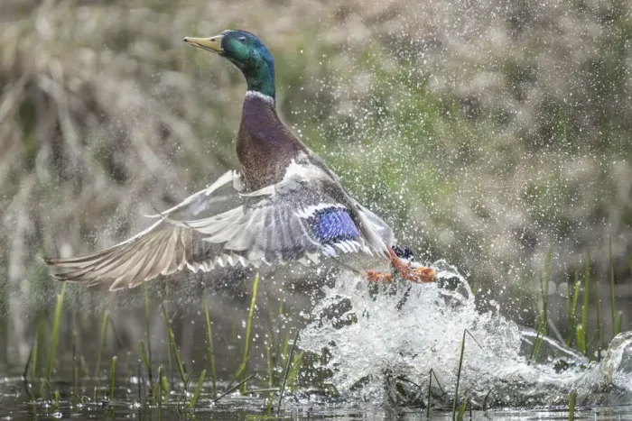 Framed Print : USA, Washington State. Male Mallard (Anas platyrhynchos