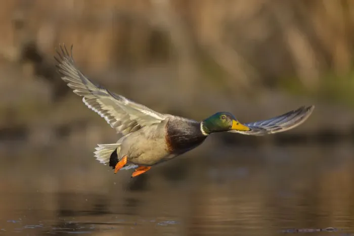Framed Print : USA, Washington State. Male Mallard (Anas platyrhynchos) flying over a pond on Union Bay in Seattle
