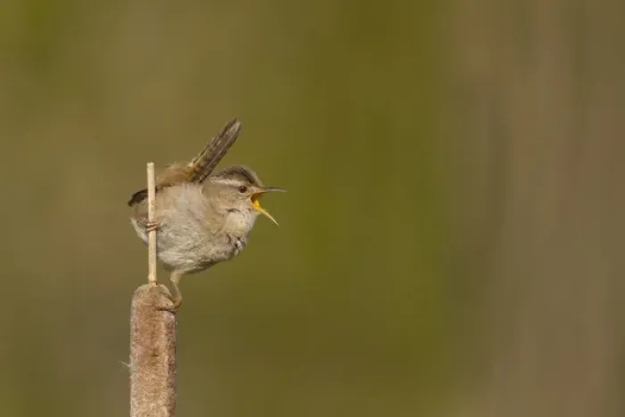 Framed Print : USA, Washington State. Male Marsh Wren(Cistothorus palustris) sings from a cattail Framed Print : USA, Washington State. Male Marsh Wren(Cistothorus palustris) sings from a cattail