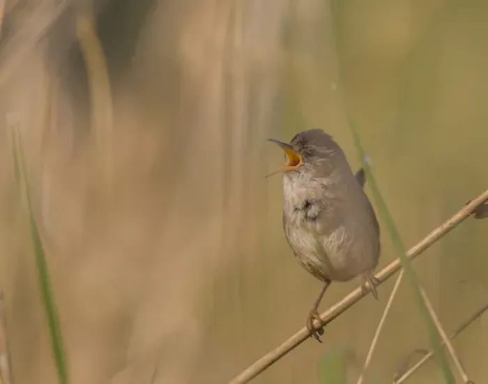 Framed Print : USA, Washington State. Male Marsh Wren(Cistothorus palustris) sings from a grass