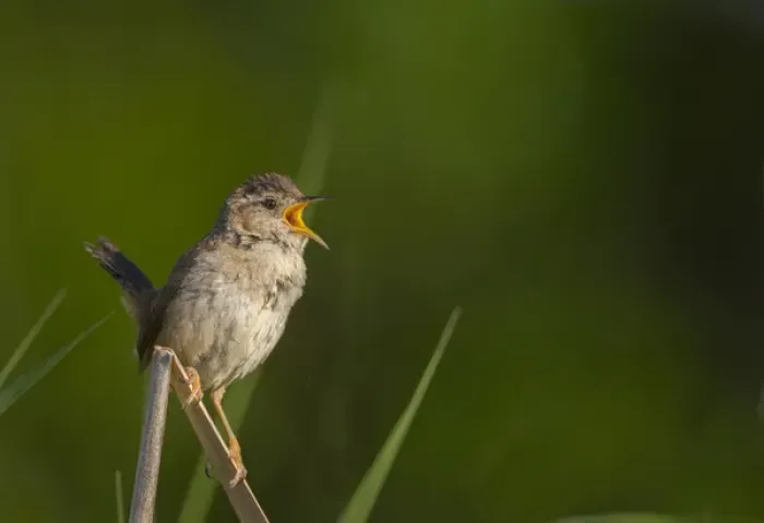 Framed Print : USA, Washington State. Male Marsh Wren(Cistothorus palustris) sings from a grass Framed Print : USA, Washington State. Male Marsh Wren(Cistothorus palustris) sings from a grass