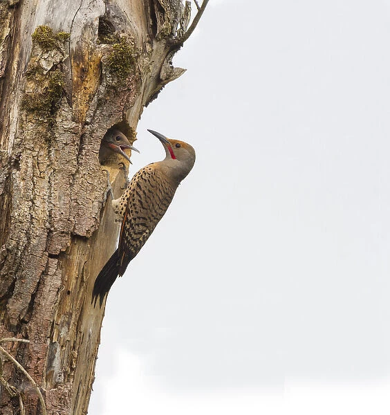 USA, Washington State. Male Northern Flicker (Colaptes auratus) at nest, with chick in nesthole
