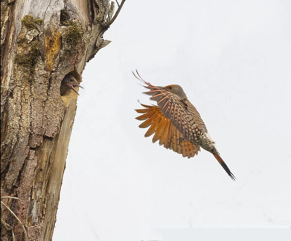USA, Washington State. Male Northern Flicker (Colaptes auratus) flies to nest in Kirkland