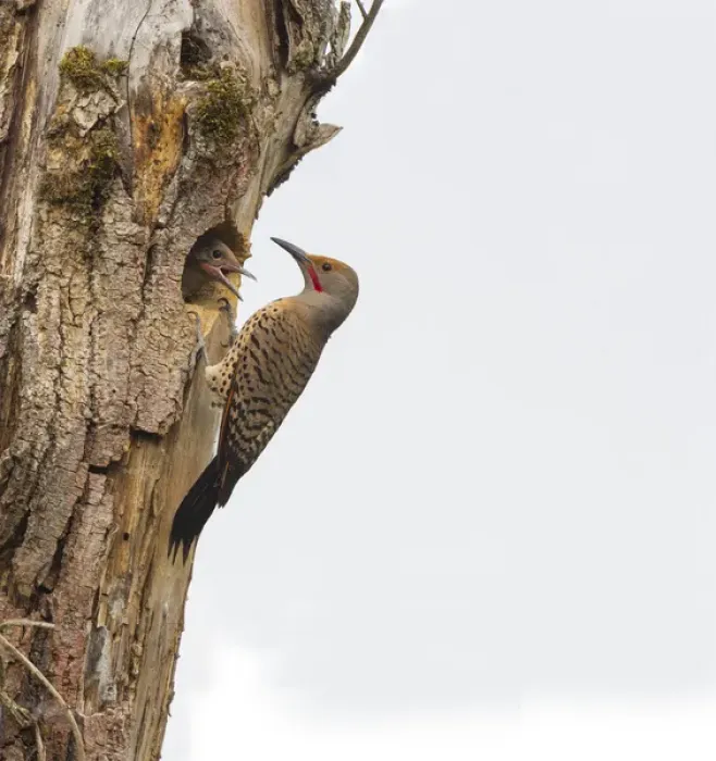 Framed Print : USA, Washington State. Male Northern Flicker (Colaptes auratus) at nest, with chick in nesthole Framed Print : USA, Washington State. Male Northern Flicker (Colaptes auratus) at nest, with chick in nesthole