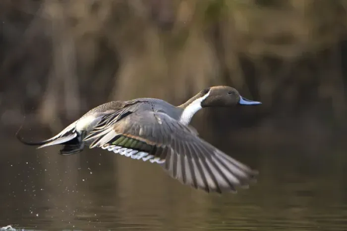 Framed Print : USA, Washington State. Male Northern Pintail (Anas acuta) takes flight from a pond Framed Print : USA, Washington State. Male Northern Pintail (Anas acuta) takes flight from a pond