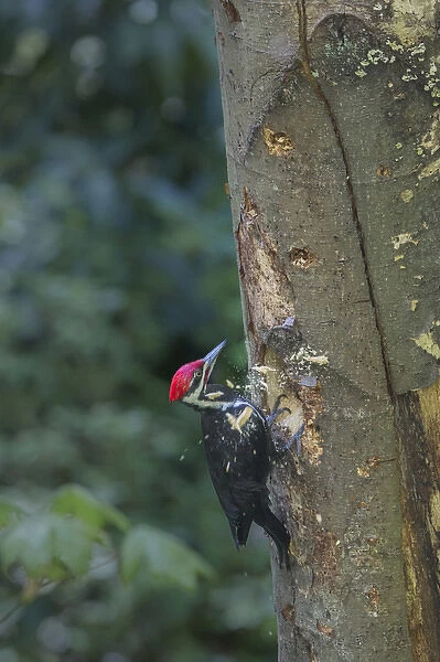 USA, Washington State. Male Pileated Woodpecker (Dryocopus pileatus) at work holing
