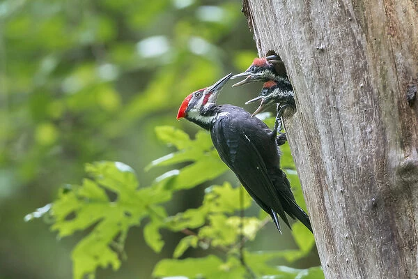 USA. Washington State. Male Pileated Woodpecker (Dryocopus pileatus) feeds begging