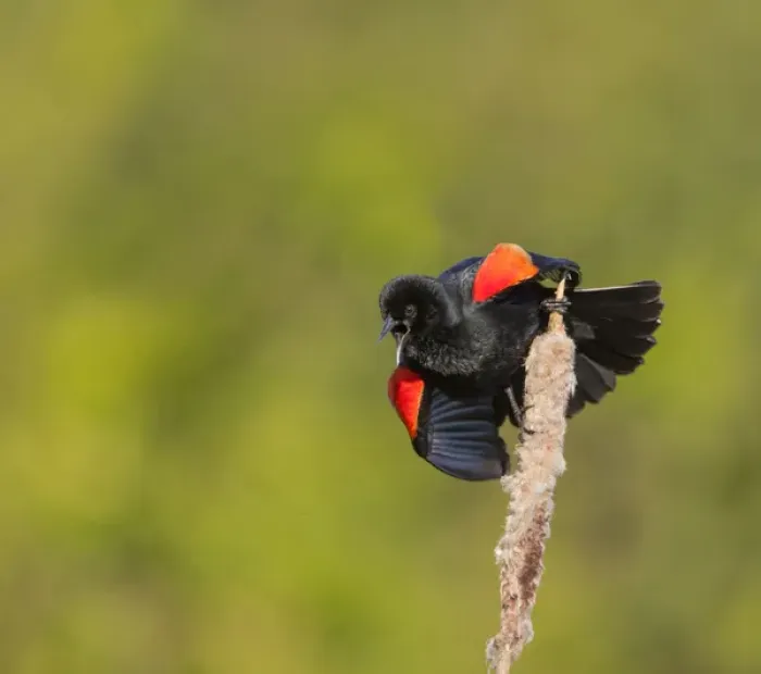 Framed Print : USA, Washington State. A male red-winged blackbird (Agelaius phoeniceus) displays
