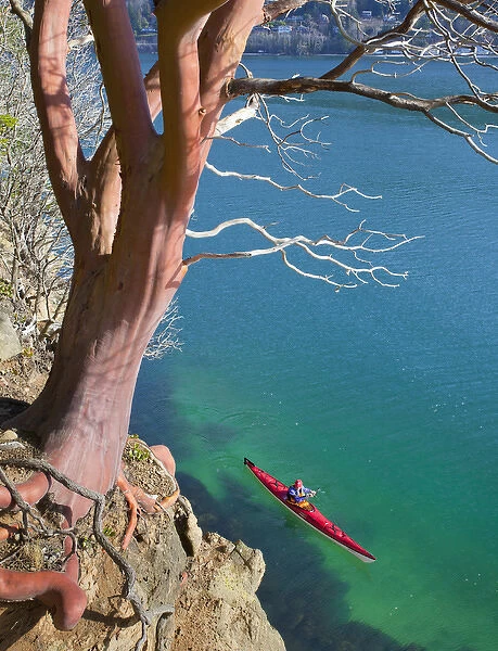 USA, Washington State. Male sea kayaker paddling beneath Madrona tree (Arbutus menziesii)