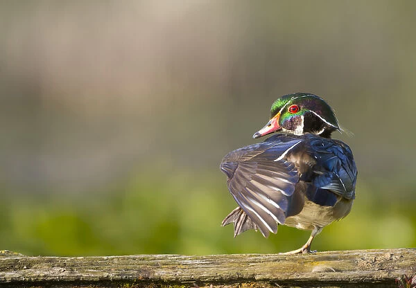 USA, Washington State. Male Wood Duck (Aix sponsa) stretches while perched on a log