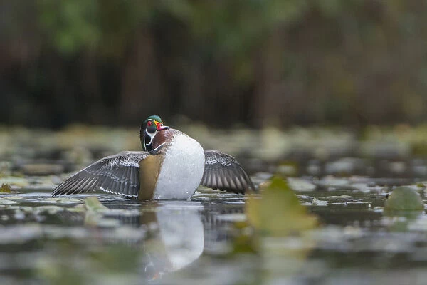 USA, Washington State. Male Wood Duck (Aix sponsa) stretches its wings on Union Bay in Seattle