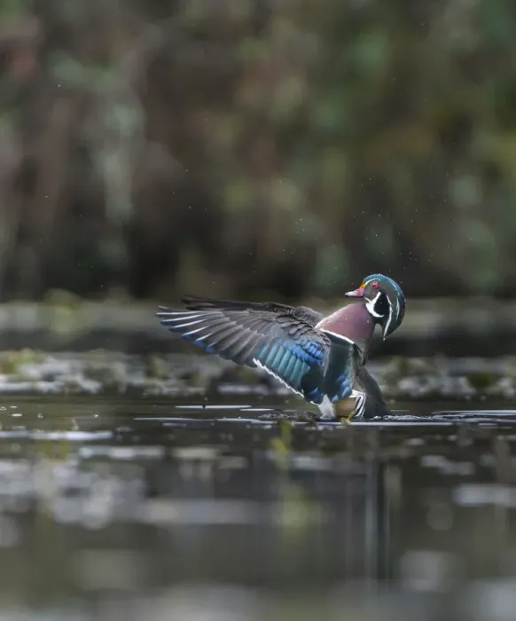 Framed Print : USA, Washington State. Male Wood Duck (Aix sponsa) flaps its wings on Union Bay in Seattle Framed Print : USA, Washington State. Male Wood Duck (Aix sponsa) flaps its wings on Union Bay in Seattle