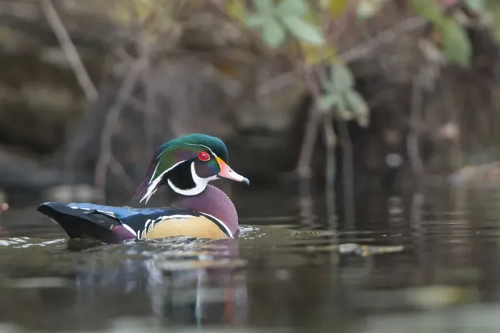 Framed Print : USA, Washington State. Male Wood Duck (Aix sponsa) on a pond in Seattle Framed Print : USA, Washington State. Male Wood Duck (Aix sponsa) on a pond in Seattle