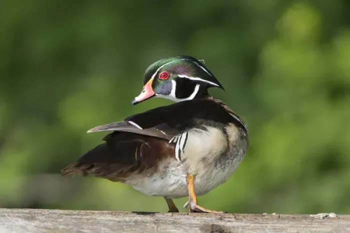 Framed Print : USA, Washington State. Male Wood Duck (Aix sponsa) preens while perched on a log