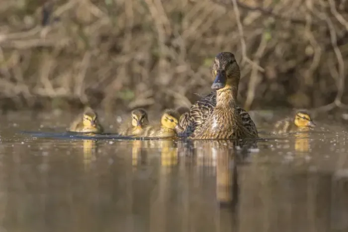 Framed Print : USA, Washington State. Mallard hen (Anas platyrhynchos) with ducklings on the shore Framed Print : USA, Washington State. Mallard hen (Anas platyrhynchos) with ducklings on the shore
