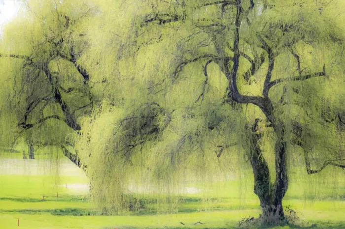 Framed Print : USA, Washington State, Medina spring greens willow tree Framed Print : USA, Washington State, Medina spring greens willow tree