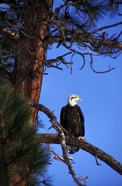 USA, Washington State, Methow Valley. Immature Bald Eagle in Ponderosa Pine (Haliaeetus
