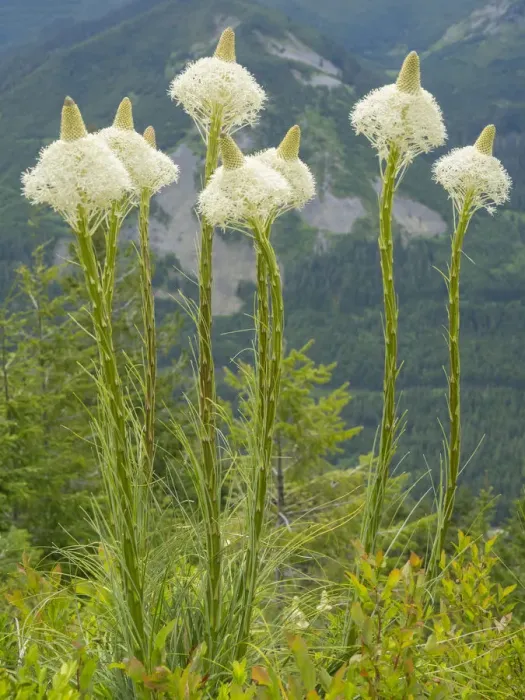 Framed Print : USA, Washington State. Mount Baker Snoqualmie National Forest, Beargrass Framed Print : USA, Washington State. Mount Baker Snoqualmie National Forest, Beargrass