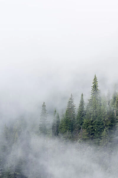 USA, Washington State. Mount Rainier National Park, Fir Trees in Clouds