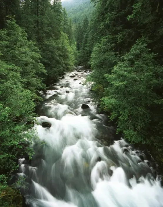 Framed Print : USA, Washington State, Mount Rainier National Park, View of ohanapecosh river through