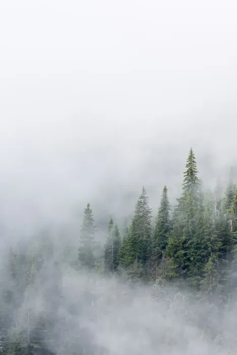 Framed Print : USA, Washington State. Mount Rainier National Park, Fir Trees in Clouds Framed Print : USA, Washington State. Mount Rainier National Park, Fir Trees in Clouds