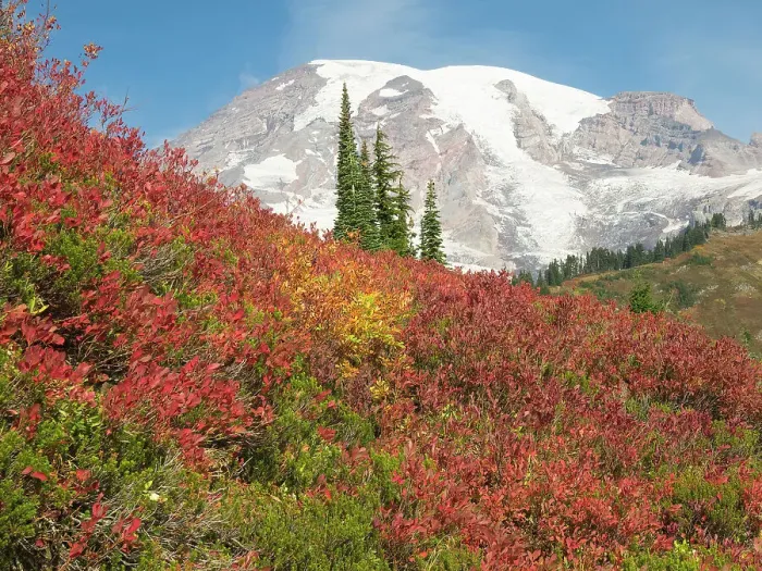 Framed Print : USA, Washington State, Mount Rainier National Park. Fall Color and snow-capped Mount Rainier