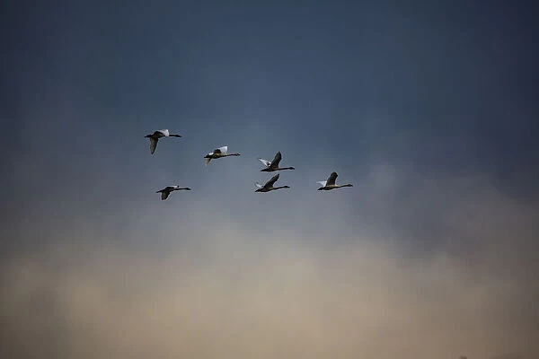 USA, Washington State, Mount Vernon. Canadian snow geese
