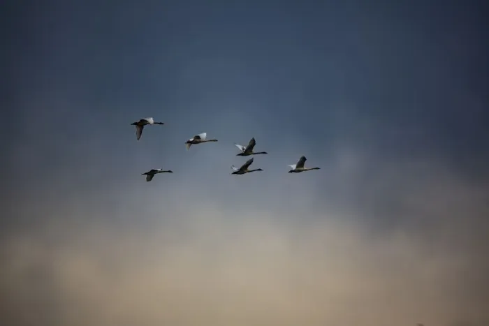Framed Print : USA, Washington State, Mount Vernon. Canadian snow geese