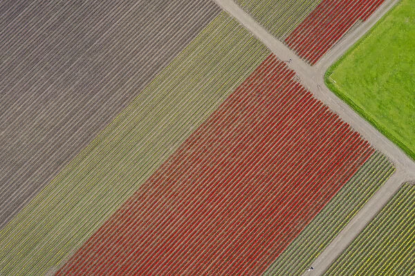 USA, Washington State, Mount Vernon, rows of color at tulip farm