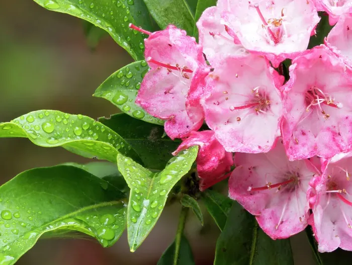 Framed Print : USA, Washington State. Mountain Laurel Framed Print : USA, Washington State. Mountain Laurel