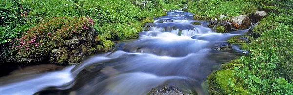 USA, Washington State, Mt Adams Wilderness. Bird Creek is one of many mountain streams