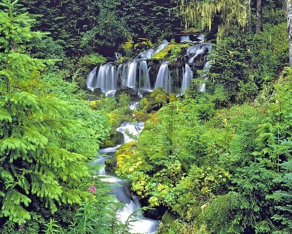 USA, Washington State, Mt Adams Wilderness. Twin Creek Falls cascades through lush