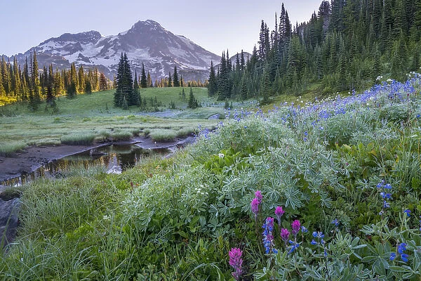 USA. Washington State. Mt. Rainier looms above tarn and wildflowers at Indian Henry s