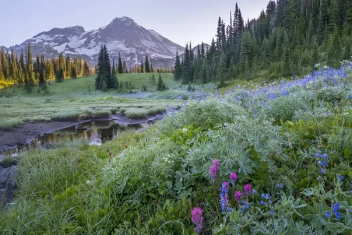 Framed Print : USA. Washington State. Mt. Rainier looms above tarn and wildflowers at Indian Henry s Framed Print : USA. Washington State. Mt. Rainier looms above tarn and wildflowers at Indian Henry s