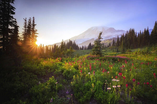 USA, Washington State, Mt Rainier National Park. Sunset on mountain wildflowers. Credit as